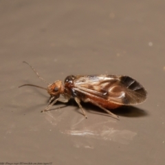 Psocodea 'Psocoptera' sp. (order) at Acton, ACT - 15 Jul 2021 11:54 AM