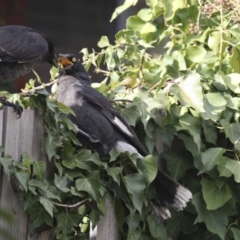 Strepera graculina at Higgins, ACT - 15 Jul 2021