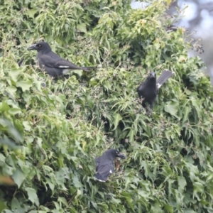 Strepera graculina at Higgins, ACT - 15 Jul 2021