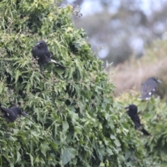 Strepera graculina at Higgins, ACT - 15 Jul 2021