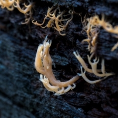 Artomyces sp. (A coral fungus) at Uriarra, NSW - 8 Jul 2021 by trevsci