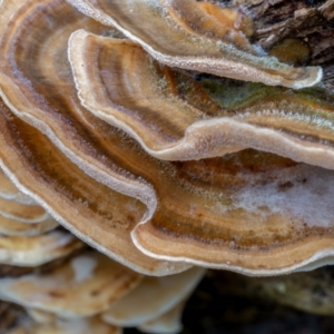 Trametes sp. at Uriarra, NSW - 8 Jul 2021 02:00 PM