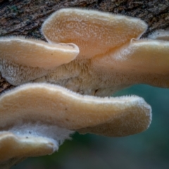 Trametes sp. at Uriarra, NSW - 8 Jul 2021 02:00 PM