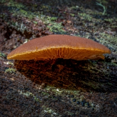 zz Agaric (stemless) at Uriarra, NSW - 8 Jul 2021 by trevsci