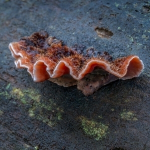 Xylobolus illudens at Uriarra, NSW - 8 Jul 2021 02:31 PM