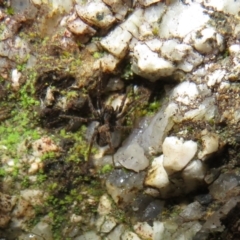 Unverified Spider (Araneae) at Rendezvous Creek, ACT - 11 Jul 2021 by Christine