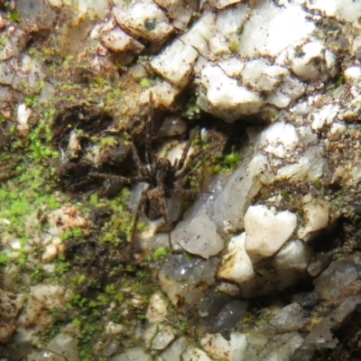 Unverified Spider (Araneae) at Rendezvous Creek, ACT - 11 Jul 2021 by Christine