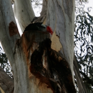 Callocephalon fimbriatum at Deakin, ACT - 15 Jul 2021