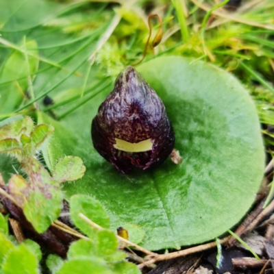 Corysanthes incurva (Slaty Helmet Orchid) at Bruce, ACT by RobG1