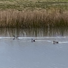 Chenonetta jubata (Australian Wood Duck) at Mawson, ACT - 15 Jul 2021 by clec