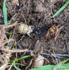 Cicadidae (family) (Unidentified cicada) at West Albury, NSW - 15 Jul 2021 by ChrisAllen