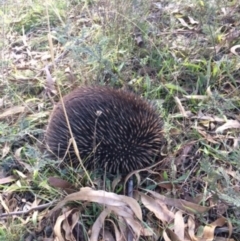 Tachyglossus aculeatus (Short-beaked Echidna) at Red Hill Nature Reserve - 15 Jul 2021 by KL