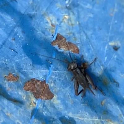 Grylloidea (superfamily) (Unidentified cricket) at Murrumbateman, NSW - 15 Jul 2021 by SimoneC