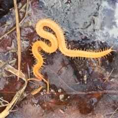 Geophilomorpha sp. (order) (Earth or soil centipede) at Murrumbateman, NSW - 15 Jul 2021 by SimoneC
