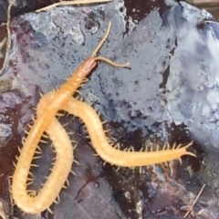 Geophilomorpha sp. (order) at Murrumbateman, NSW - 15 Jul 2021