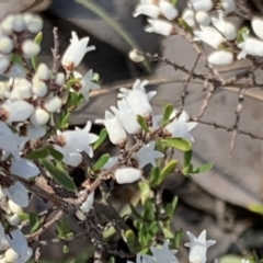 Cryptandra amara at Nicholls, ACT - 15 Jul 2021