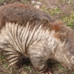 Vombatus ursinus (Common wombat, Bare-nosed Wombat) at Paddys River, ACT - 15 Jul 2021 by ChrisHolder