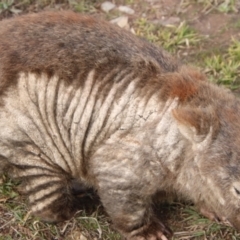 Vombatus ursinus (Bare-nosed Wombat) at Paddys River, ACT - 15 Jul 2021 by ChrisHolder