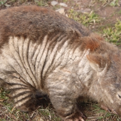 Vombatus ursinus (Common wombat, Bare-nosed Wombat) at Pine Island to Point Hut - 15 Jul 2021 by ChrisHolder