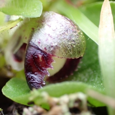 Corysanthes incurva (Slaty Helmet Orchid) at Downer, ACT by AnneG1