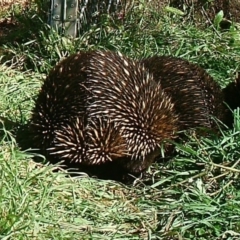 Tachyglossus aculeatus (Short-beaked Echidna) at Bullen Range - 9 Jul 2021 by ChrisHolder