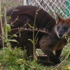 Wallabia bicolor (Swamp Wallaby) at Bullen Range - 15 Jul 2021 by ChrisHolder