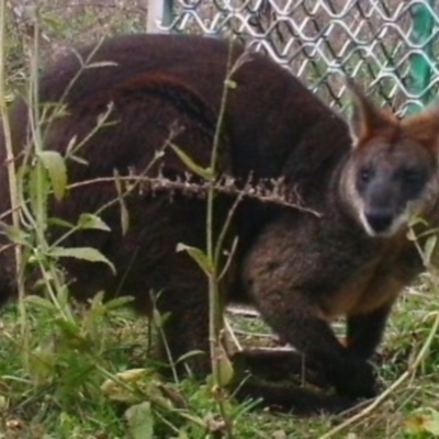 Wallabia bicolor (Swamp Wallaby) at Bullen Range - 15 Jul 2021 by ChrisHolder