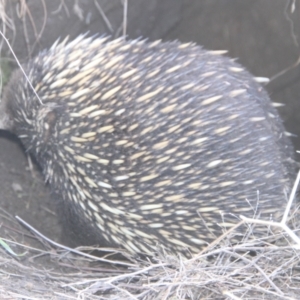 Tachyglossus aculeatus at Tennent, ACT - 15 Jul 2021 02:31 PM