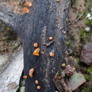 zz jelly-like puzzles at Bungendore, NSW - 10 Jul 2021 02:34 PM