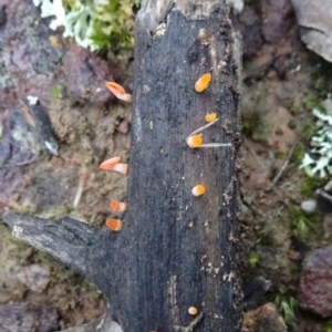 zz jelly-like puzzles at Bungendore, NSW - 10 Jul 2021