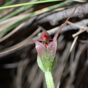 Pterostylis pedunculata at Paddys River, ACT - suppressed