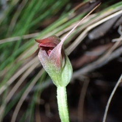 Pterostylis pedunculata at Paddys River, ACT - suppressed