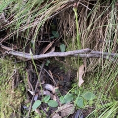 Pterostylis pedunculata at Paddys River, ACT - suppressed