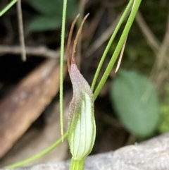 Pterostylis pedunculata at Paddys River, ACT - suppressed