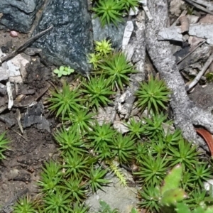 Polytrichaceae sp. (family) at Bungendore, NSW - 10 Jul 2021