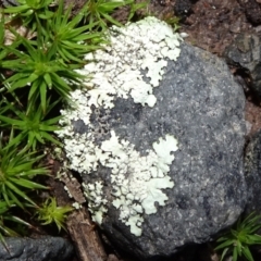 Parmeliaceae (family) (A lichen family) at Bungendore, NSW - 10 Jul 2021 by JanetRussell