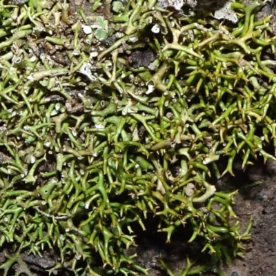 Cladia aggregata (A lichen) at Bungendore, NSW - 10 Jul 2021 by JanetRussell