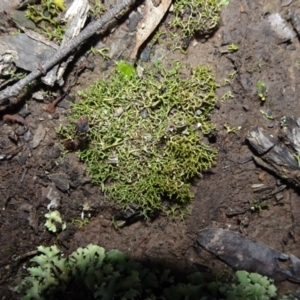 Cladia aggregata at Bungendore, NSW - 10 Jul 2021 03:51 PM