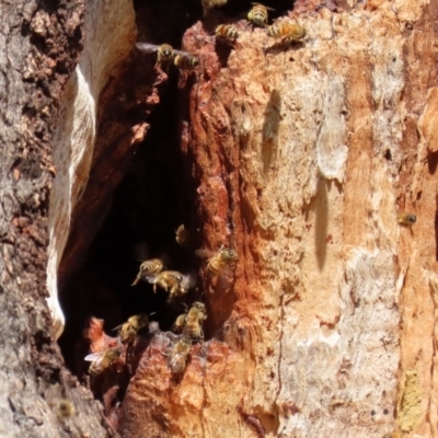 Apis mellifera (European honey bee) at Hall, ACT - 15 Jul 2021 by RodDeb