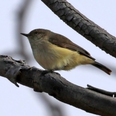 Acanthiza reguloides (Buff-rumped Thornbill) at Hall, ACT - 15 Jul 2021 by RodDeb