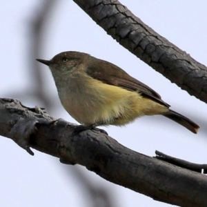 Acanthiza reguloides at Hall, ACT - 15 Jul 2021