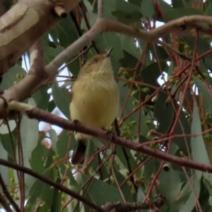 Acanthiza reguloides at Hall, ACT - 15 Jul 2021