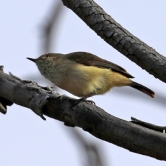 Acanthiza reguloides at Hall, ACT - 15 Jul 2021