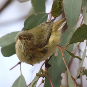 Smicrornis brevirostris at Hall, ACT - 15 Jul 2021 01:22 PM