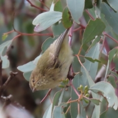 Smicrornis brevirostris at Hall, ACT - 15 Jul 2021 01:22 PM