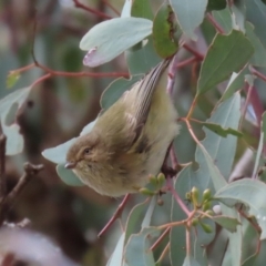 Smicrornis brevirostris at Hall, ACT - 15 Jul 2021