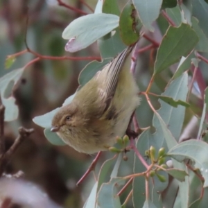 Smicrornis brevirostris at Hall, ACT - 15 Jul 2021 01:22 PM