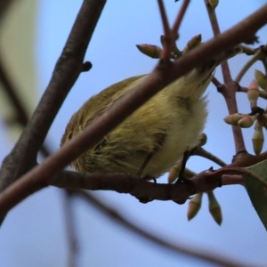 Smicrornis brevirostris at Hall, ACT - 15 Jul 2021