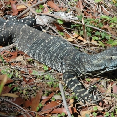 Varanus varius (Lace Monitor) at Ku-Ring-Gai Chase, NSW - 24 Feb 2019 by PatrickCampbell