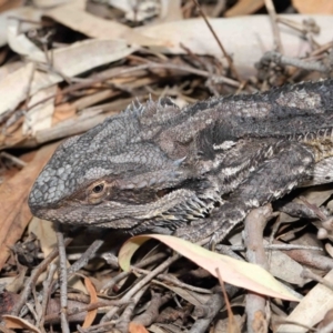 Pogona barbata at Downer, ACT - 12 Feb 2021